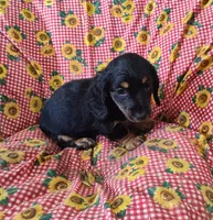 Blackie, a male Miniature Dachshund for sale in Bolivar, MO – Photo 6 of 6