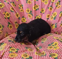 Blackie, a male Miniature Dachshund for sale in Bolivar, MO – Photo 5 of 6