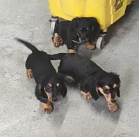 Blackie, a male Miniature Dachshund for sale in Bolivar, MO – Photo 2 of 6