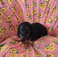 Blackie, a male Miniature Dachshund for sale in Bolivar, MO – Photo 1 of 6