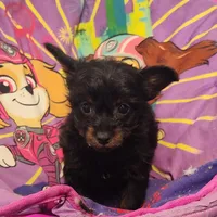 Pete, a male Chihuahua and Pomchi for sale in Bolivar, MO – Photo 9 of 9