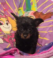 Pete, a male Pomeranian and Pomchi for sale in Bolivar, MO – Photo 10 of 10