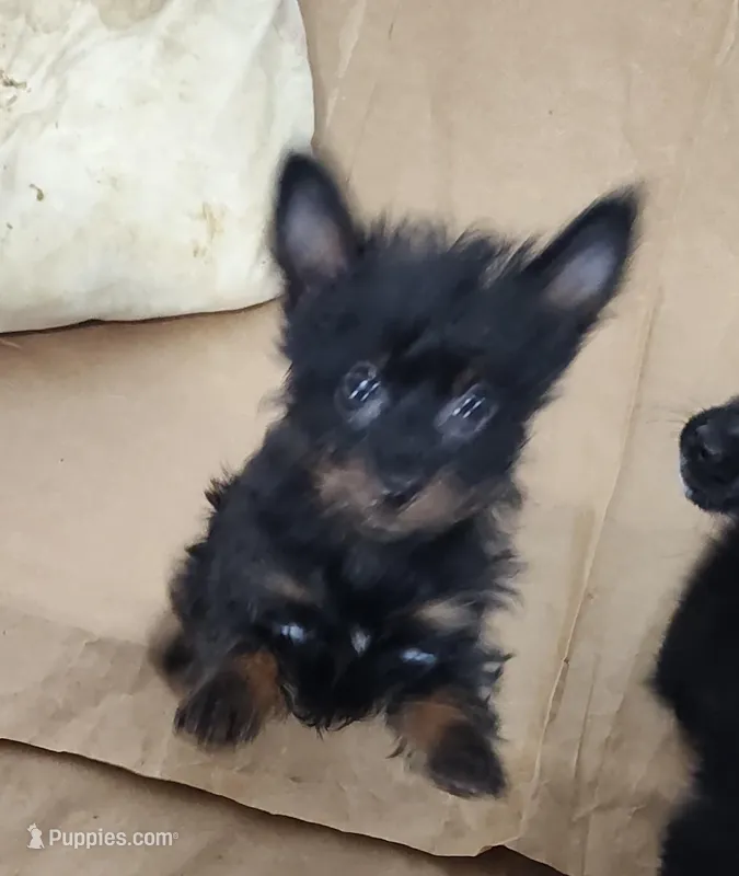 Pete – Pomeranian, Pomchi puppy for sale in Bolivar, MO