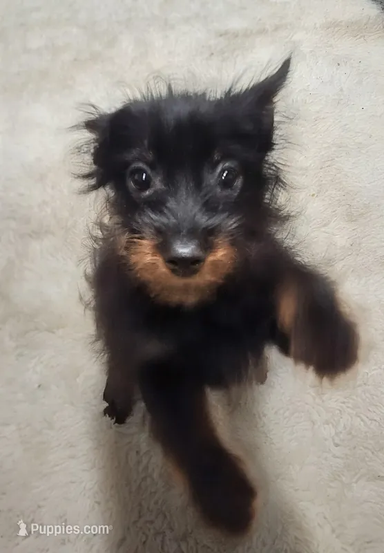 Pete – Chihuahua, Pomchi puppy for sale in Bolivar, MO