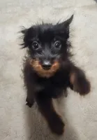 Pete, a male Chihuahua and Pomchi for sale in Bolivar, MO – Photo 1 of 9