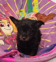 Pete, a male Pomeranian and Pomchi for sale in Bolivar, MO – Photo 7 of 10