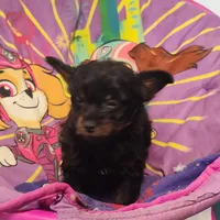 Pete, a male Chihuahua and Pomchi for sale in Bolivar, MO – Photo 8 of 9