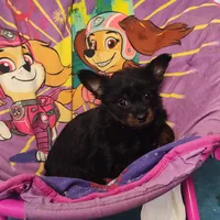 Pete, a male Chihuahua and Pomchi for sale in Bolivar, MO – Photo 7 of 9