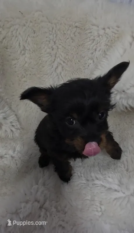 Pete – Chihuahua, Pomchi puppy for sale in Bolivar, MO