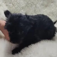 Pete, a male Chihuahua and Pomchi for sale in Bolivar, MO – Photo 2 of 9