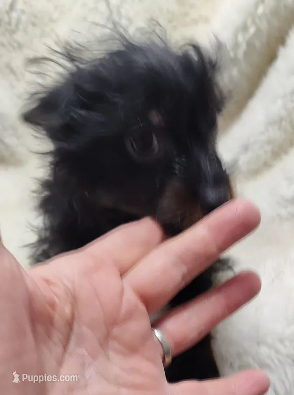 Pete – Chihuahua, Pomchi puppy for sale in Bolivar, MO