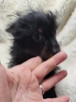 Pete, a male Chihuahua and Pomchi for sale in Bolivar, MO – Photo 2 of 9