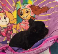 Pete, a male Pomeranian and Pomchi for sale in Bolivar, MO – Photo 6 of 10