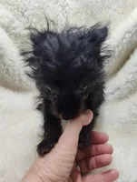 Pete, a male Chihuahua and Pomchi for sale in Bolivar, MO – Photo 6 of 9