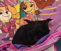 Pete, a male Pomeranian and Pomchi for sale in Bolivar, MO – Photo 5 of 10