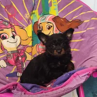 Pete, a male Chihuahua and Pomchi for sale in Bolivar, MO – Photo 3 of 9