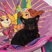 Pete, a male Pomeranian and Pomchi for sale in Bolivar, MO – Photo 1 of 10