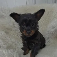 Pete, a male Chihuahua and Pomchi for sale in Bolivar, MO – Photo 5 of 9