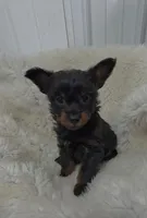 Pete, a male Pomeranian and Pomchi for sale in Bolivar, MO – Photo 4 of 10