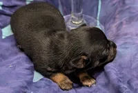 Moe, a male Chihuahua and Yorkshire Terrier for sale in Bolivar, MO – 5 of 5