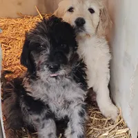 Marty, a male Labradoodle for sale in Bolivar, MO – Photo 10 of 10