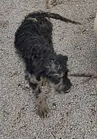 Marty, a male Labradoodle for sale in Bolivar, MO – Photo 2 of 10