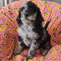 Marty, a male Labradoodle for sale in Bolivar, MO – Photo 9 of 10