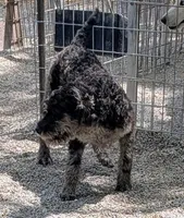 Marty, a male Labradoodle for sale in Bolivar, MO – 4 of 10