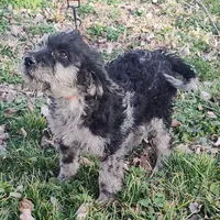 Marty, a male Labradoodle for sale in Bolivar, MO – Photo 3 of 10