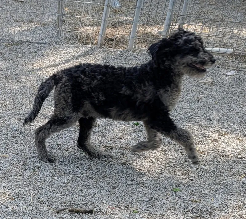 Marty – Labradoodle puppy for sale in Bolivar, MO