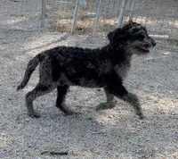 Marty, a male Labradoodle for sale in Bolivar, MO – 1 of 10