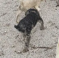Marty, a male Labradoodle for sale in Bolivar, MO – Photo 1 of 10