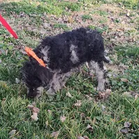Marty, a male Labradoodle for sale in Bolivar, MO – Photo 5 of 10