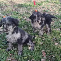 Marty, a male Labradoodle for sale in Bolivar, MO – Photo 6 of 10