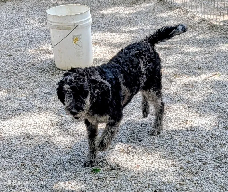 Marty – Labradoodle puppy for sale in Bolivar, MO