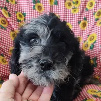 Marty, a male Labradoodle for sale in Bolivar, MO – Photo 7 of 10
