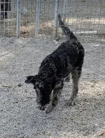 Marty, a male Labradoodle for sale in Bolivar, MO – 3 of 10