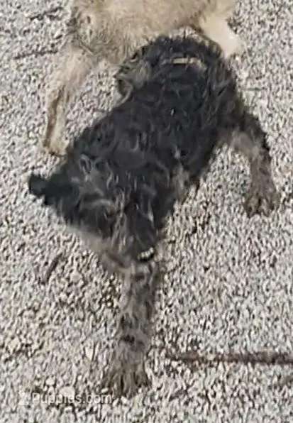 Marty – Labradoodle puppy for sale in Bolivar, MO