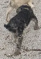 Marty, a male Labradoodle for sale in Bolivar, MO – Photo 4 of 10