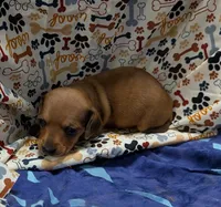 Braxton , a male Miniature Dachshund for sale in Bolivar, MO – 4 of 6
