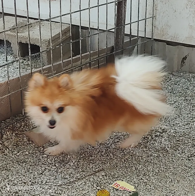 Chewy  – Pomeranian puppy for sale in Bolivar, MO