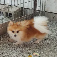 Chewy , a male Pomeranian for sale in Bolivar, MO – 1 of 2
