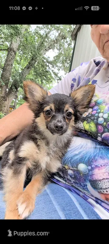 Maxwell  – Chihuahua puppy for sale in Bolivar, MO