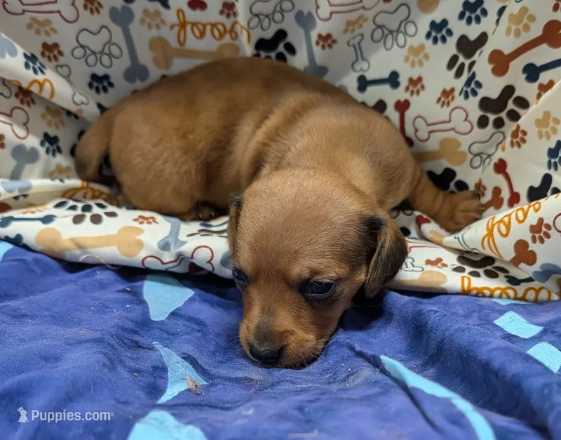 Braxton  – Miniature Dachshund puppy for sale in Bolivar, MO