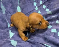 Betty Lou , a female Miniature Dachshund for sale in Bolivar, MO – 6 of 7