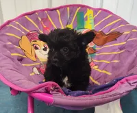 Chantilly , a female Pomeranian and Pomchi for sale in Bolivar, MO – Photo 3 of 6