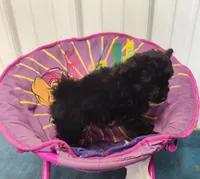 Chantilly , a female Pomeranian and Pomchi for sale in Bolivar, MO – Photo 2 of 6