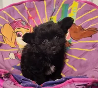 Chantilly , a female Pomeranian and Pomchi for sale in Bolivar, MO – Photo 1 of 6