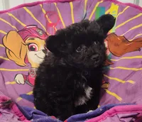 Chantilly , a female Pomeranian and Pomchi for sale in Bolivar, MO – Photo 4 of 6