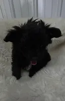 Chantilly , a female Pomeranian and Pomchi for sale in Bolivar, MO – Photo 5 of 6